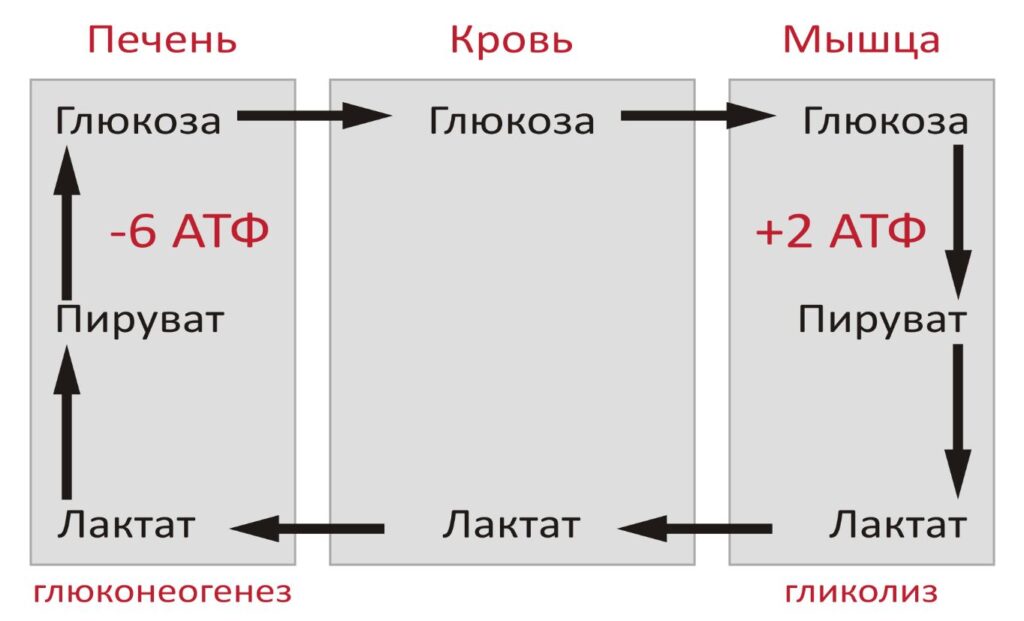 Герти и Карл Кори, знаменитости, чешские ученые, нобелевские лауреаты